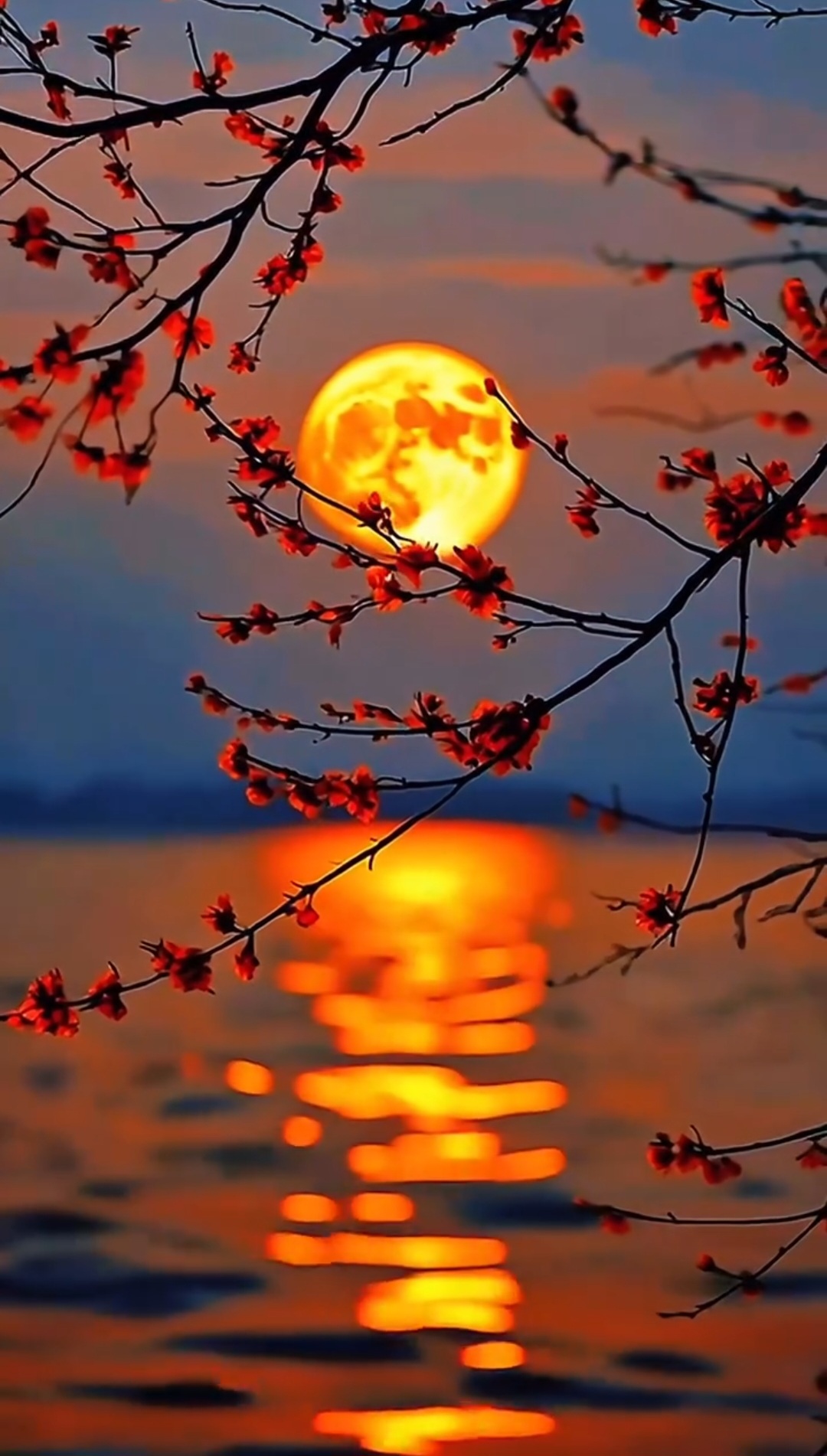 Se connecter à un arbre, ce n est pas juste symbolique